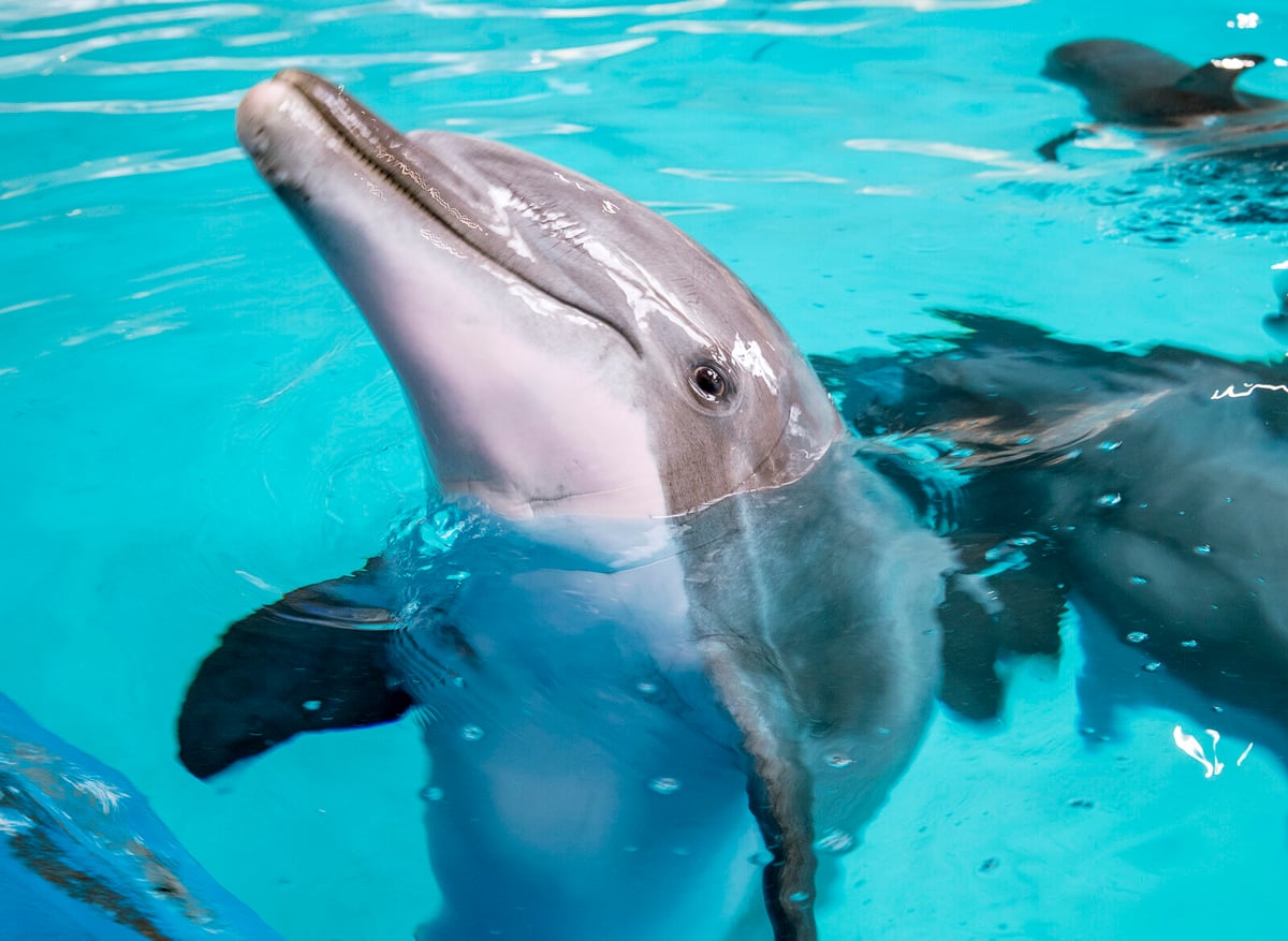 Dolphin Show Resumes at Kolmården After Pärla's Death