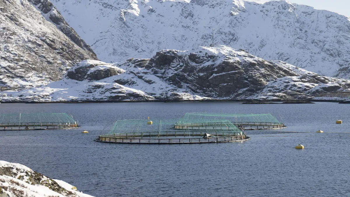 Norwegian Salmon Producers Turn to