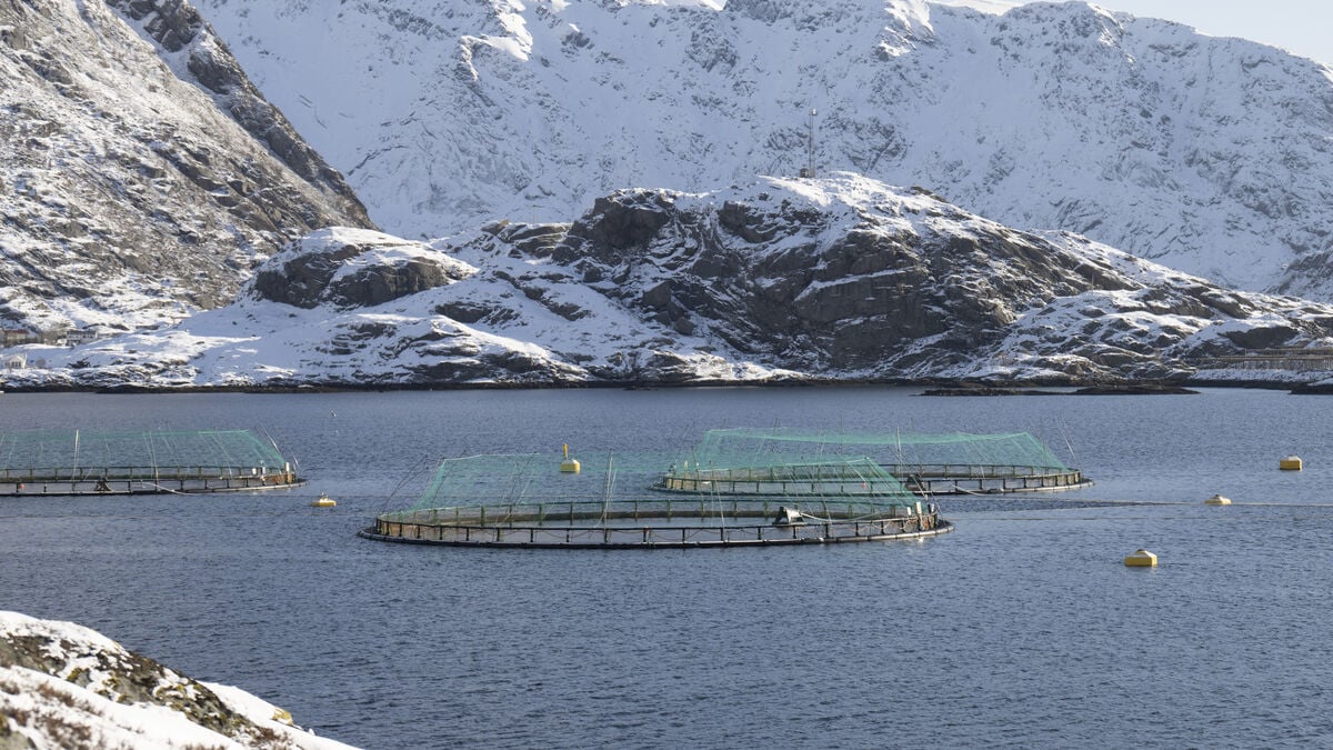 Norwegian Salmon Producers Turn to Chicken-Based Feed to Cut Costs and Emissions