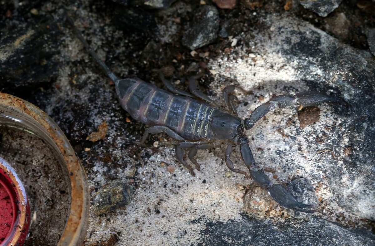 Scorpions Surge in Brazilian Cities Due to Rapid Urbanization