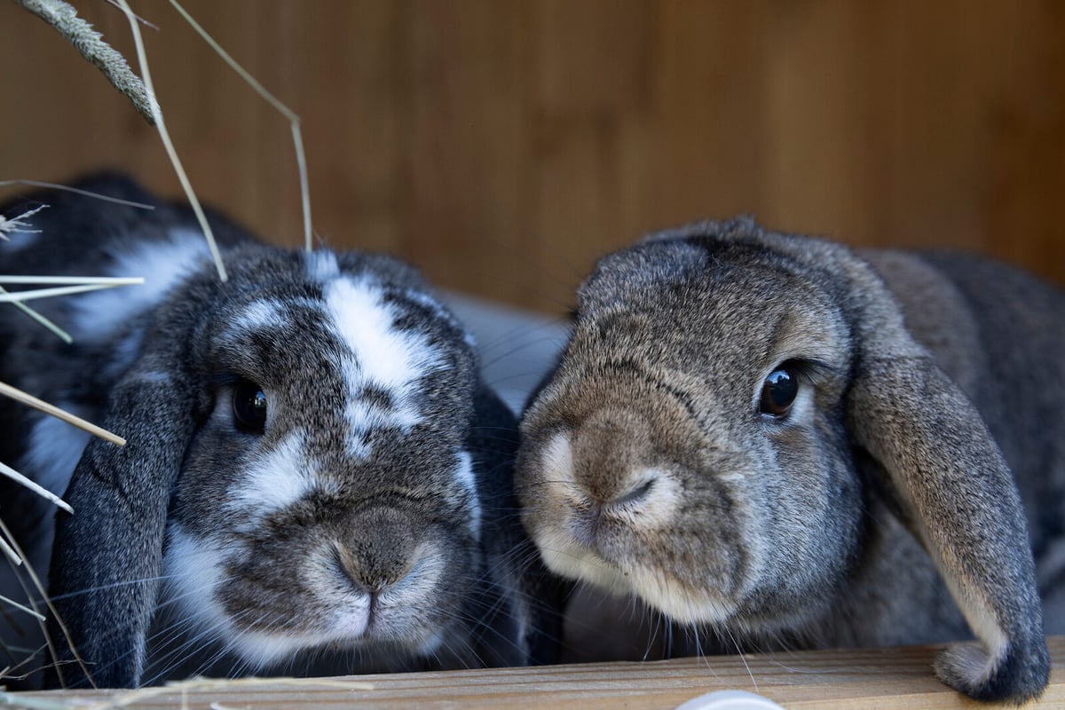 The Proposal: Now the Dwarf Rabbit Should Have Plenty of Room