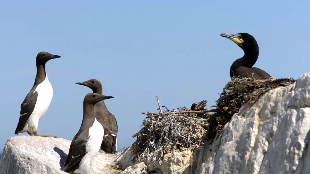 Follow the Penguins of the Baltic Sea with sound and video
