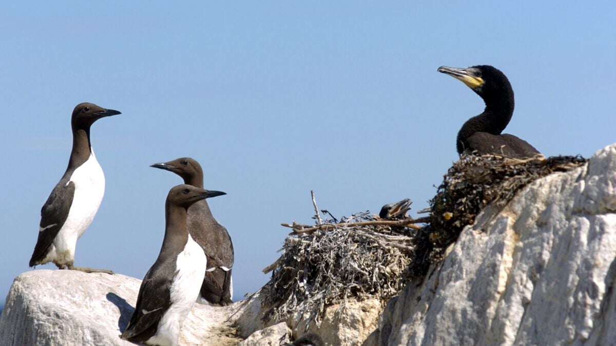 Follow the Penguins of the Baltic Sea with sound and video