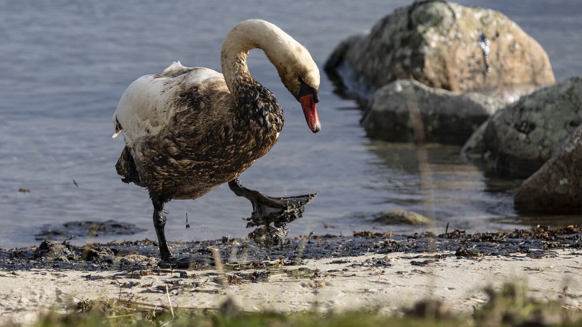 TT-Line withdraws appeal over oil spill fee after Blekinge disaster