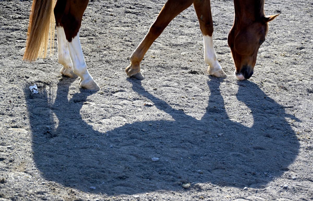 Swedish Equestrian Suspended for Horse Mistreatment