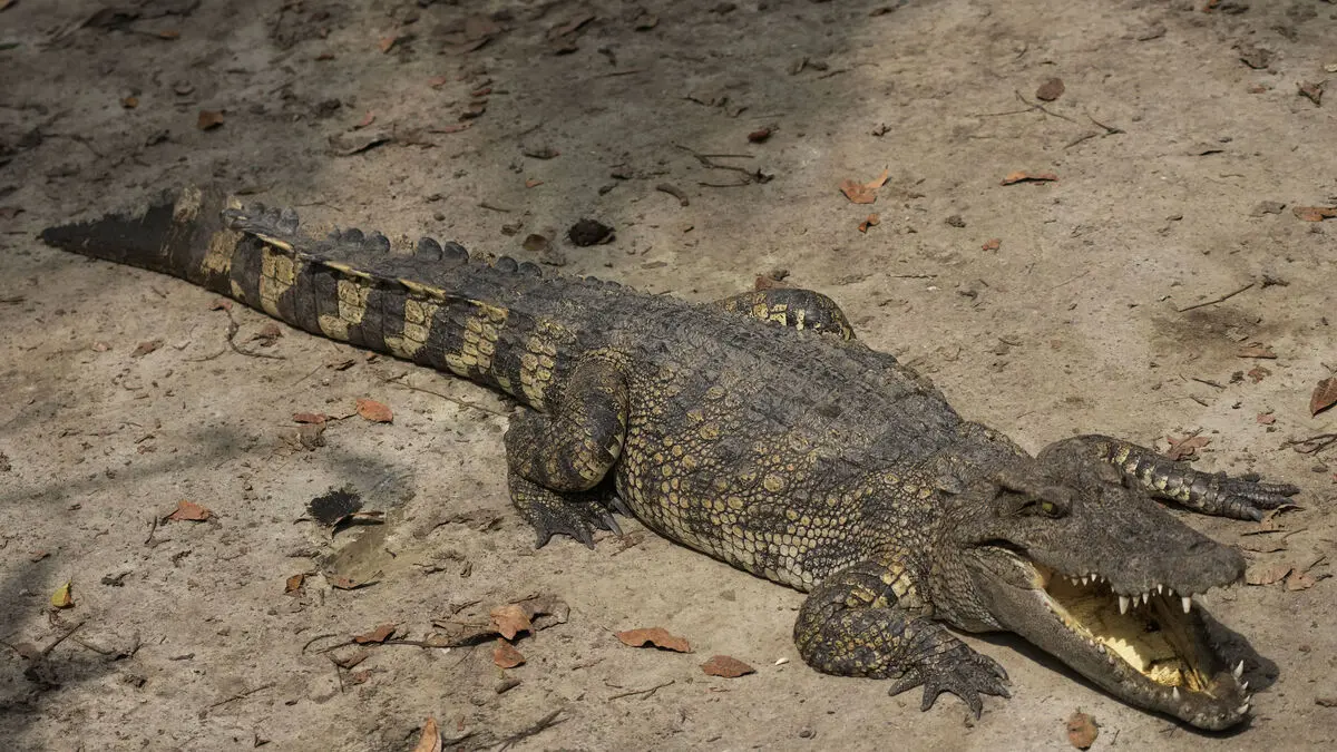 Man arrested after three-year-old ended up in crocodile enclosure at UK zoo