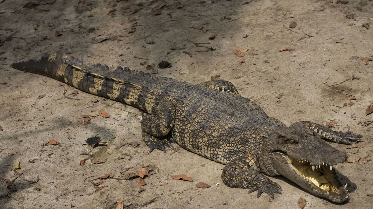 Man arrested after three-year-old ended up in crocodile enclosure at UK zoo