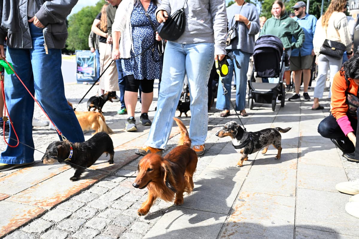 Taxi Parade Causes Major Traffic Jams in Stockholm