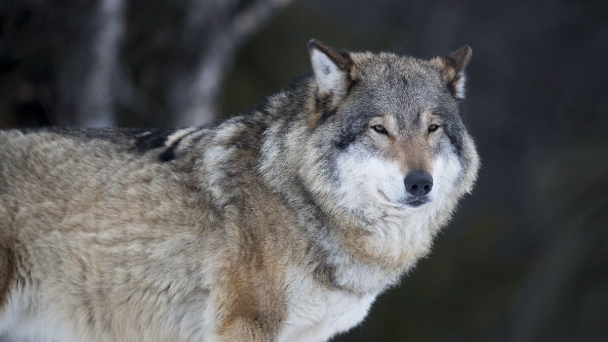 Announcement on wolf hunting delayed