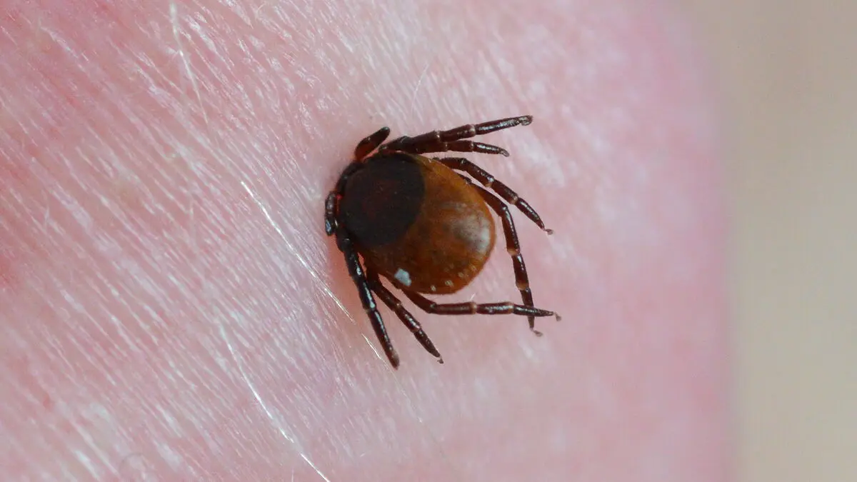 Tick season already underway - several finds in the north