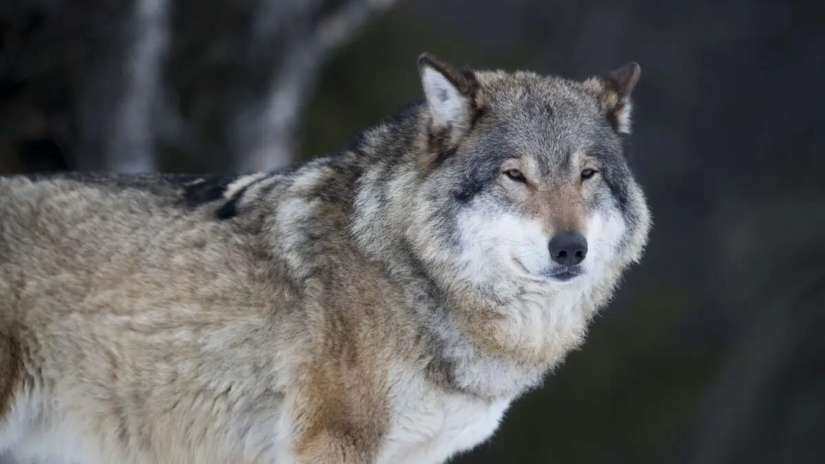Six sheep killed by wolf in Värnamo municipality, nine more missing