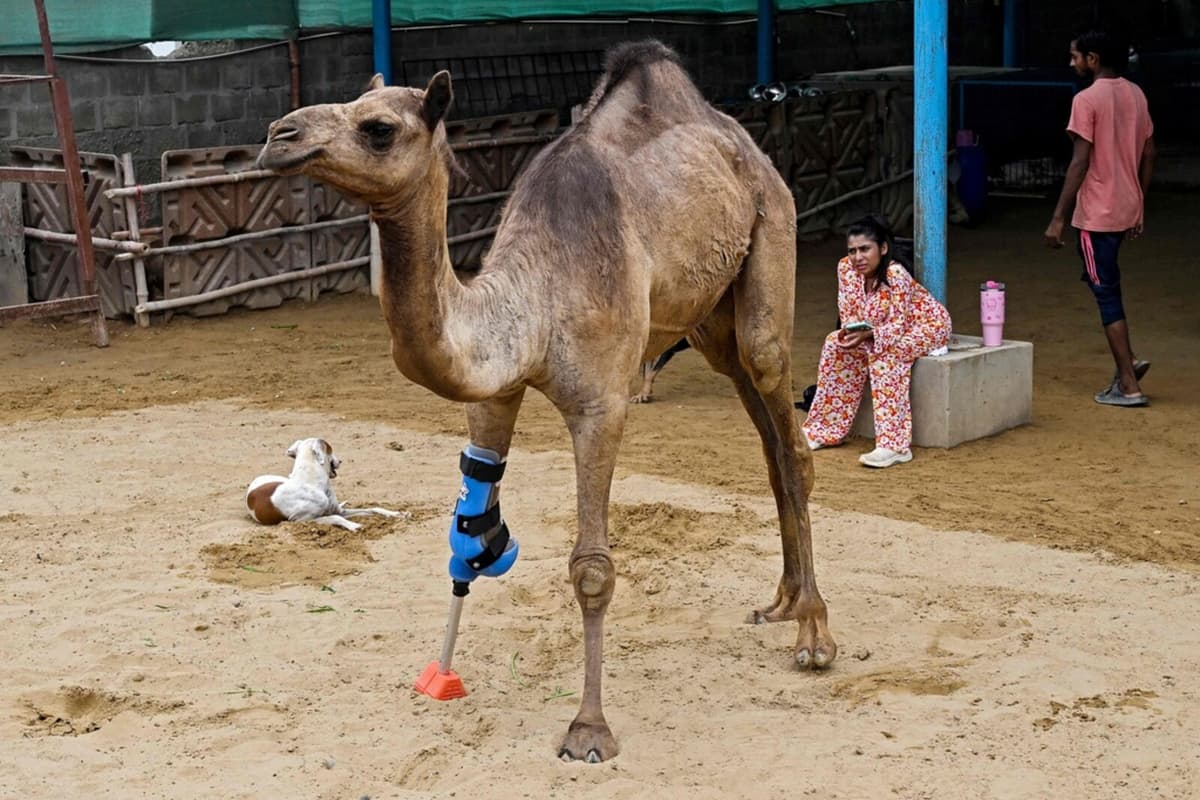 Camel Cammie Walks Again with Prosthetic Leg After Injury