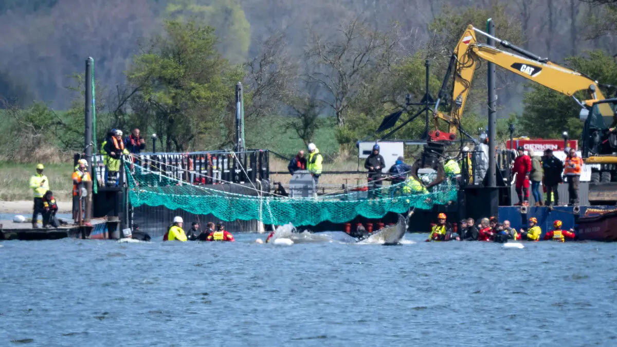 Humpback whale Timmy will be escorted to deeper waters