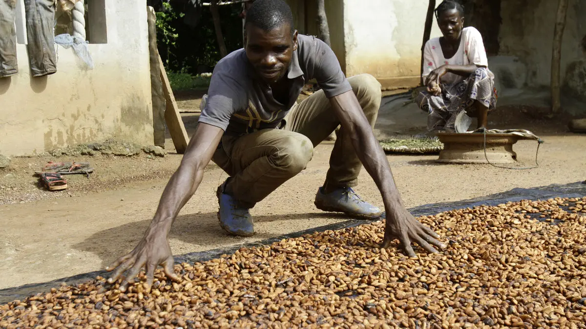 The price of cocoa has plummeted – but not chocolate prices