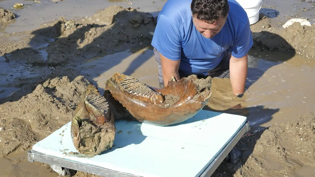 Record-low Danube reveals mammoth bones in northern Bulgaria