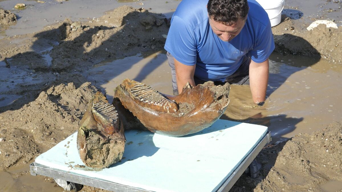 Record-low Danube reveals mammoth bones in northern Bulgaria