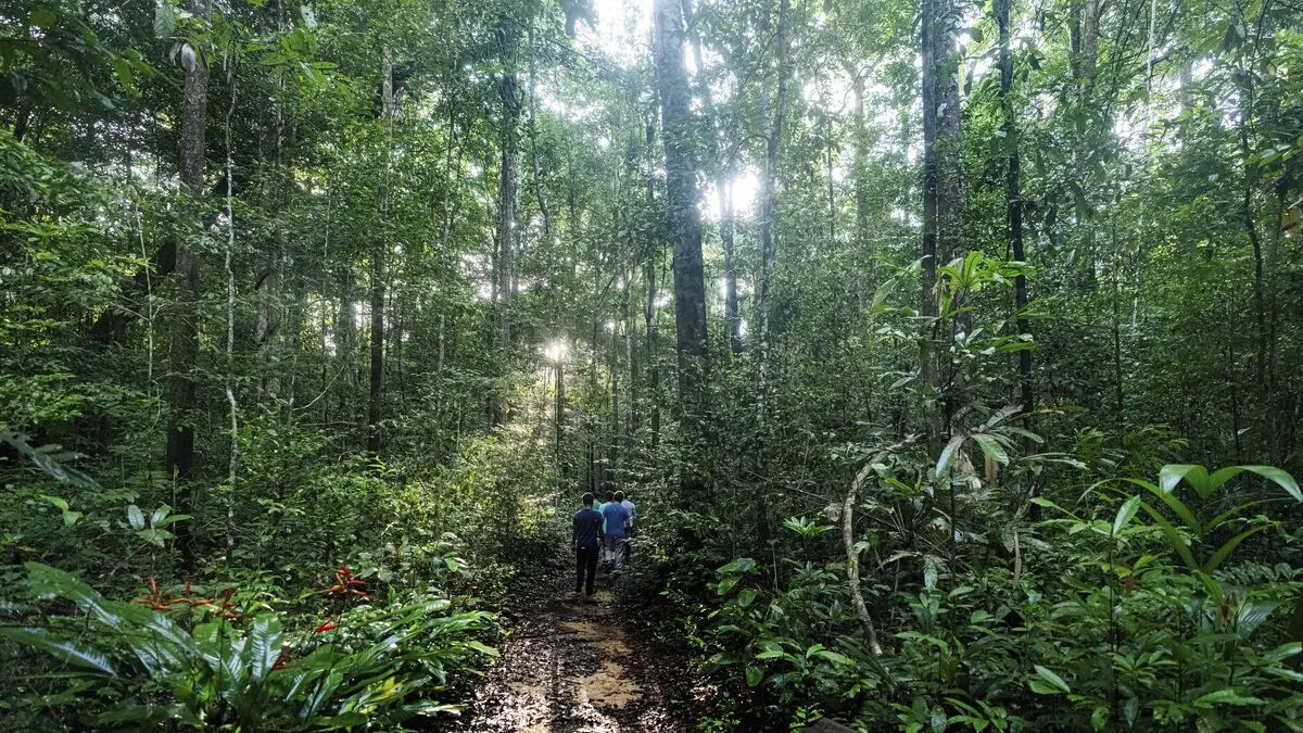 Deforestation in the Amazon is decreasing