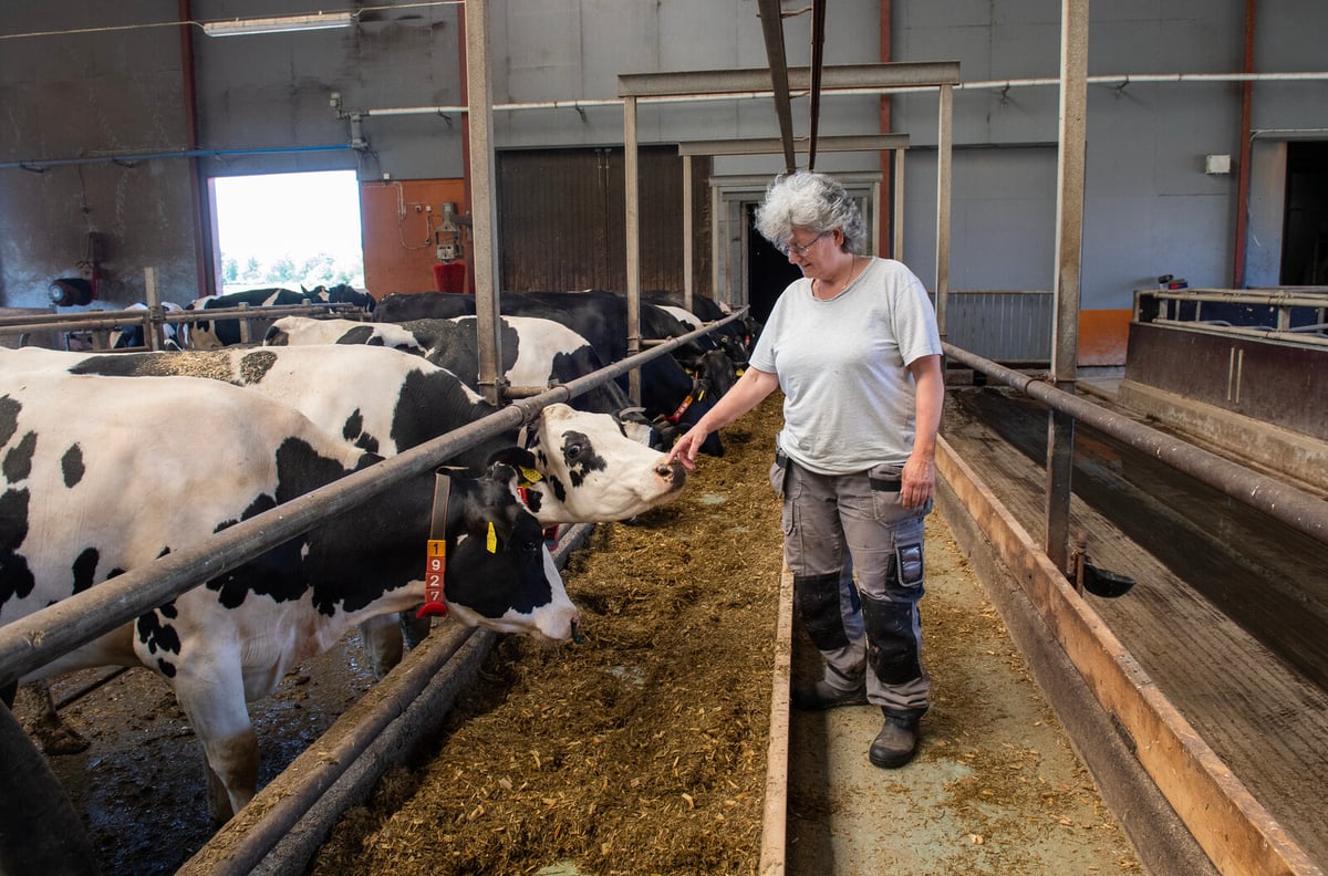 Swedish Farm Ends 25 Years of Organic Milk Production Due to Low Demand