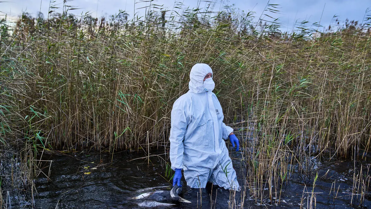 First case: New bird virus infected American