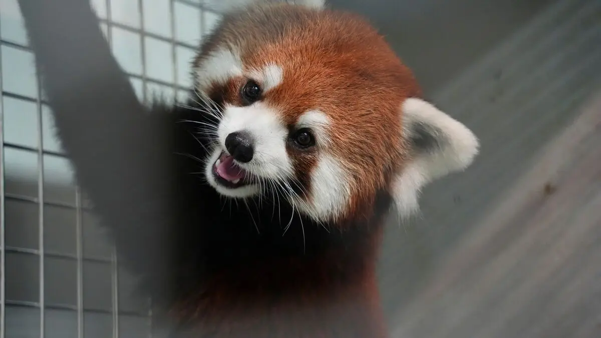 Panda Diplomacy: China gives Taiwan two red pandas