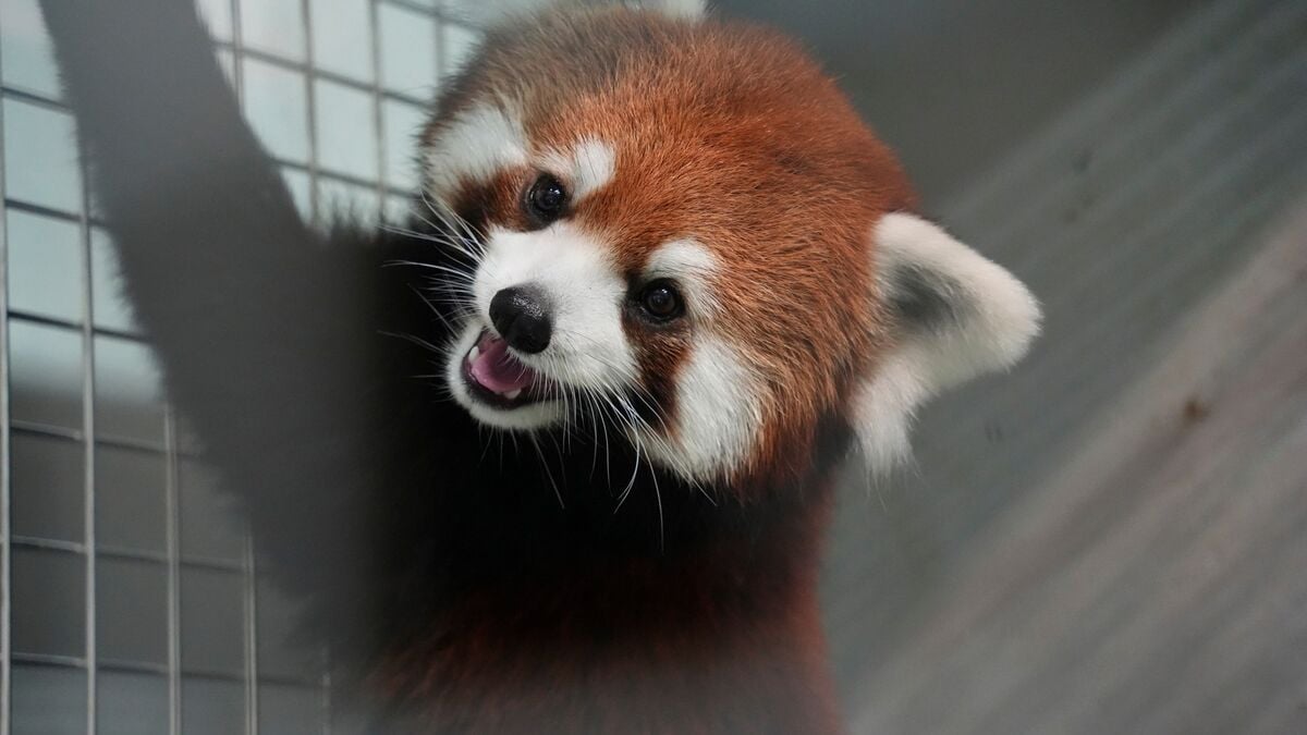Panda Diplomacy: China gives Taiwan two red pandas