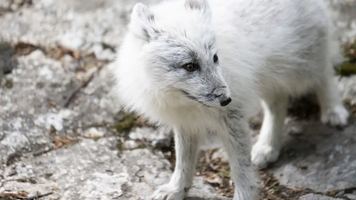 Fewer Arctic foxes – but the trend is upward