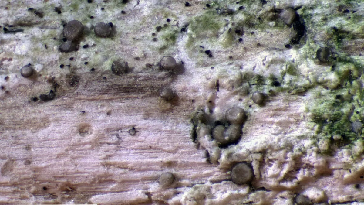 New lichen-parasitising fungus species discovered
