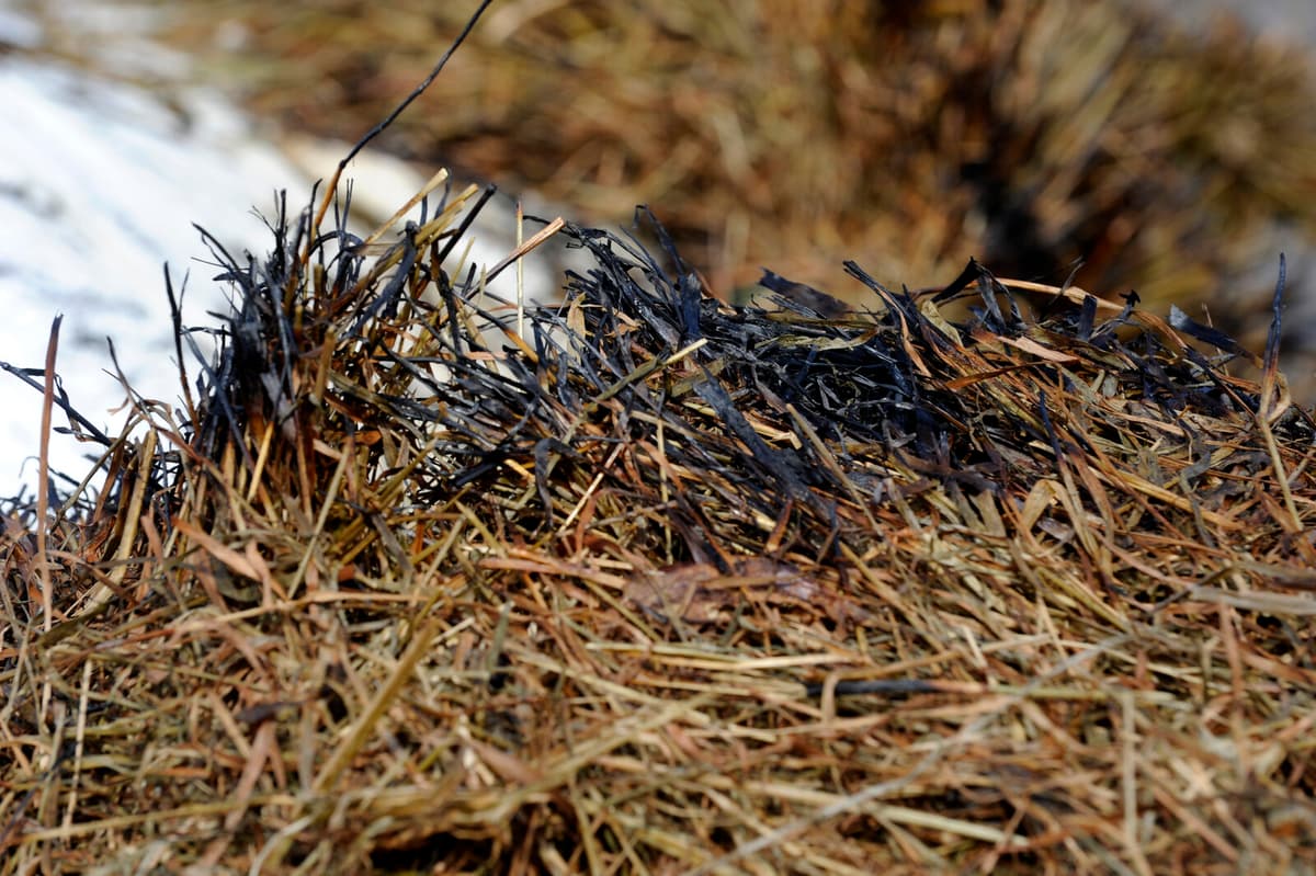 High Grass Fire Risk Across Sweden's West Coast and Beyond