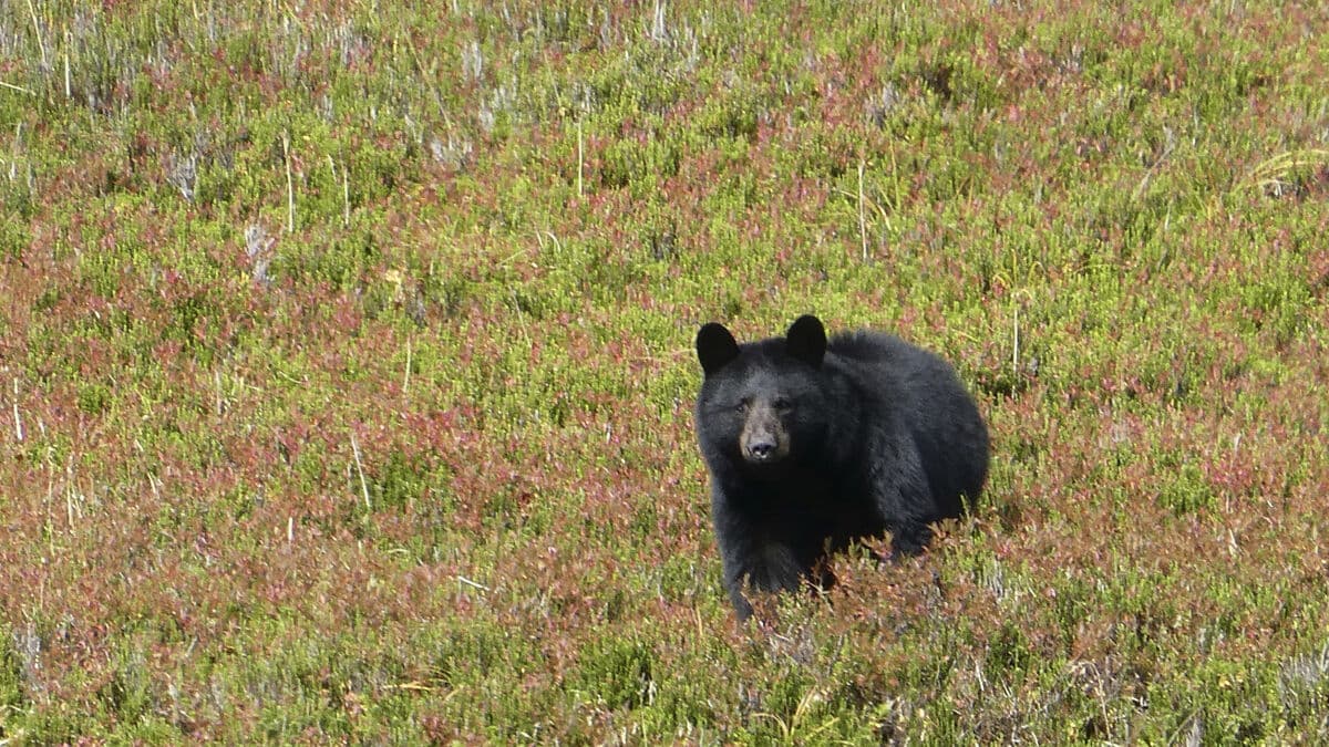 Bear Attack in Japan Injures Two and Causes Panic in Grocery Store