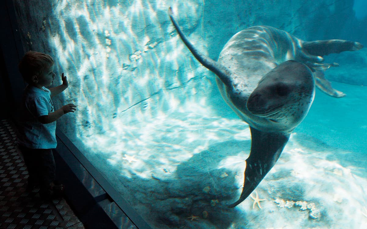 Leopard Seal Songs Resemble Human Nursery Rhymes, Study Finds