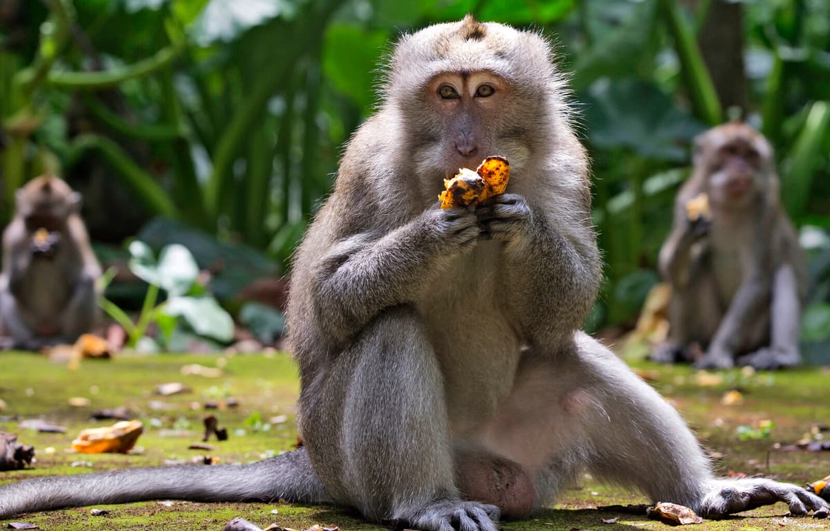 Monkeys at Bali's Uluwatu Temple Trade Stolen Phones for Food