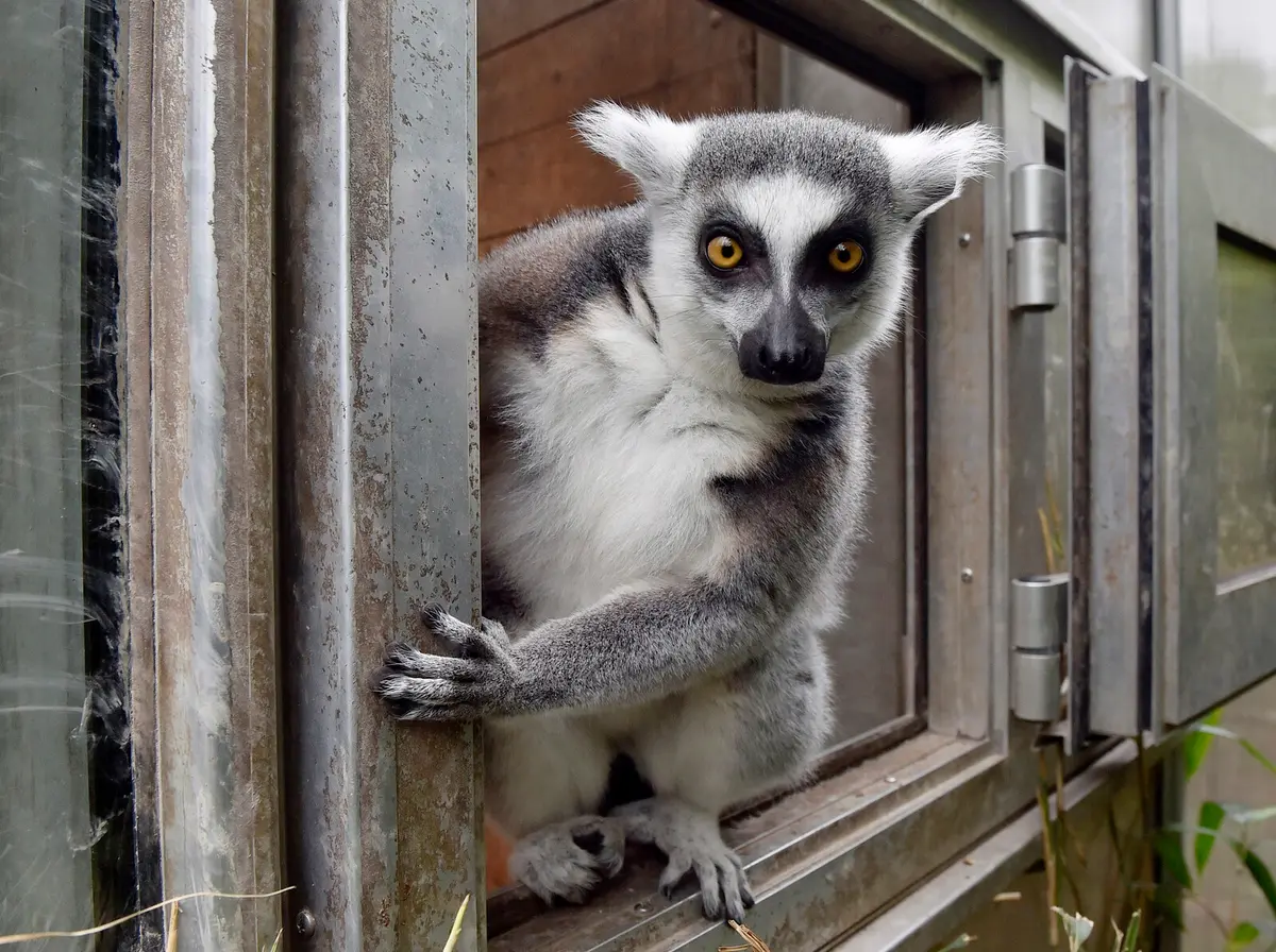 Return Journey Booked for Smuggled Lemurs