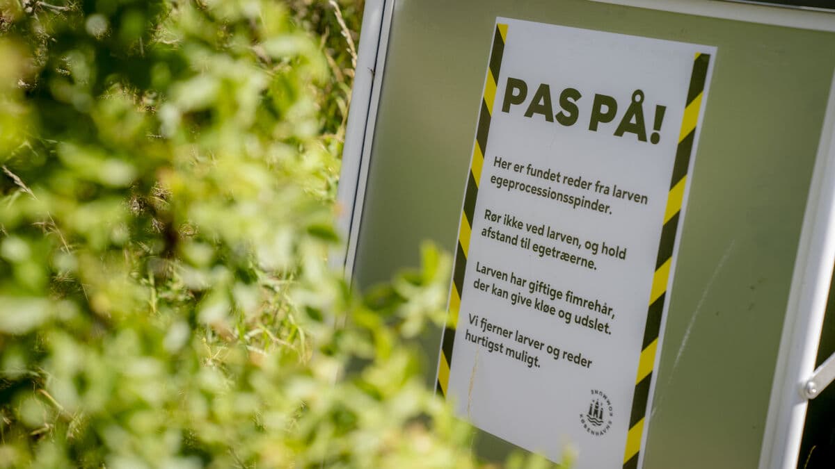 Hellworms found in Copenhagen, prompting emergency meeting