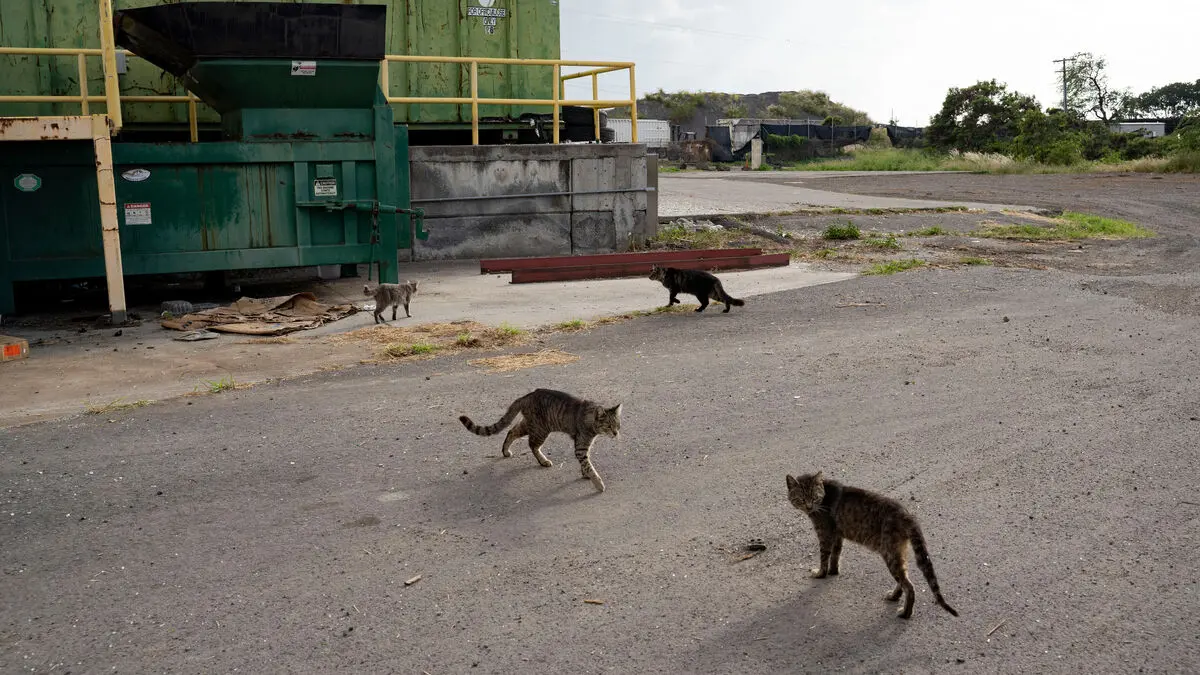 New law: Don't feed the feral cats on Hawaii's largest island