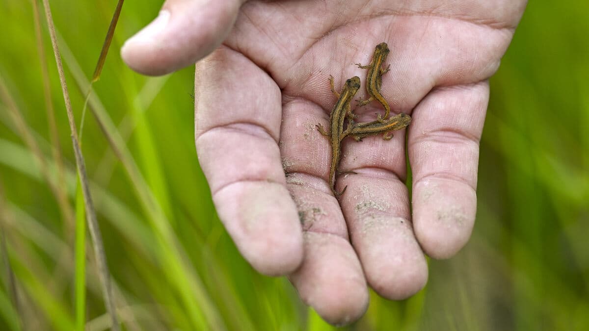 Report sick or dead snakes and frogs to SVA