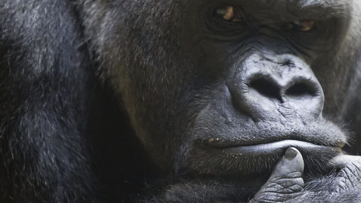 How gorillas learn to trust humans again after years of poaching