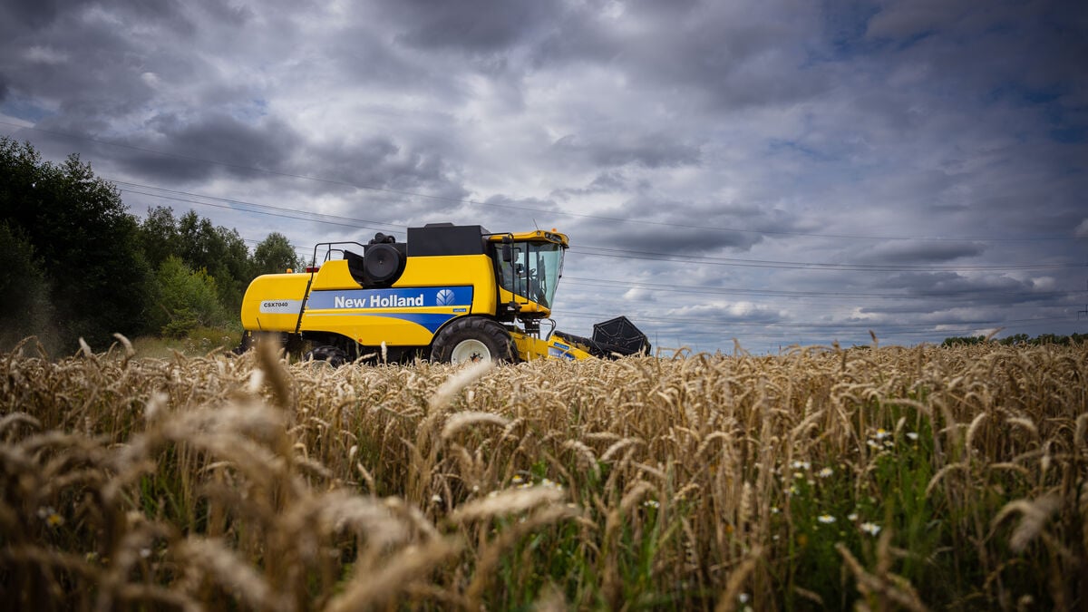 Successful Harvest in Sweden Overshadowed by Low Grain Prices