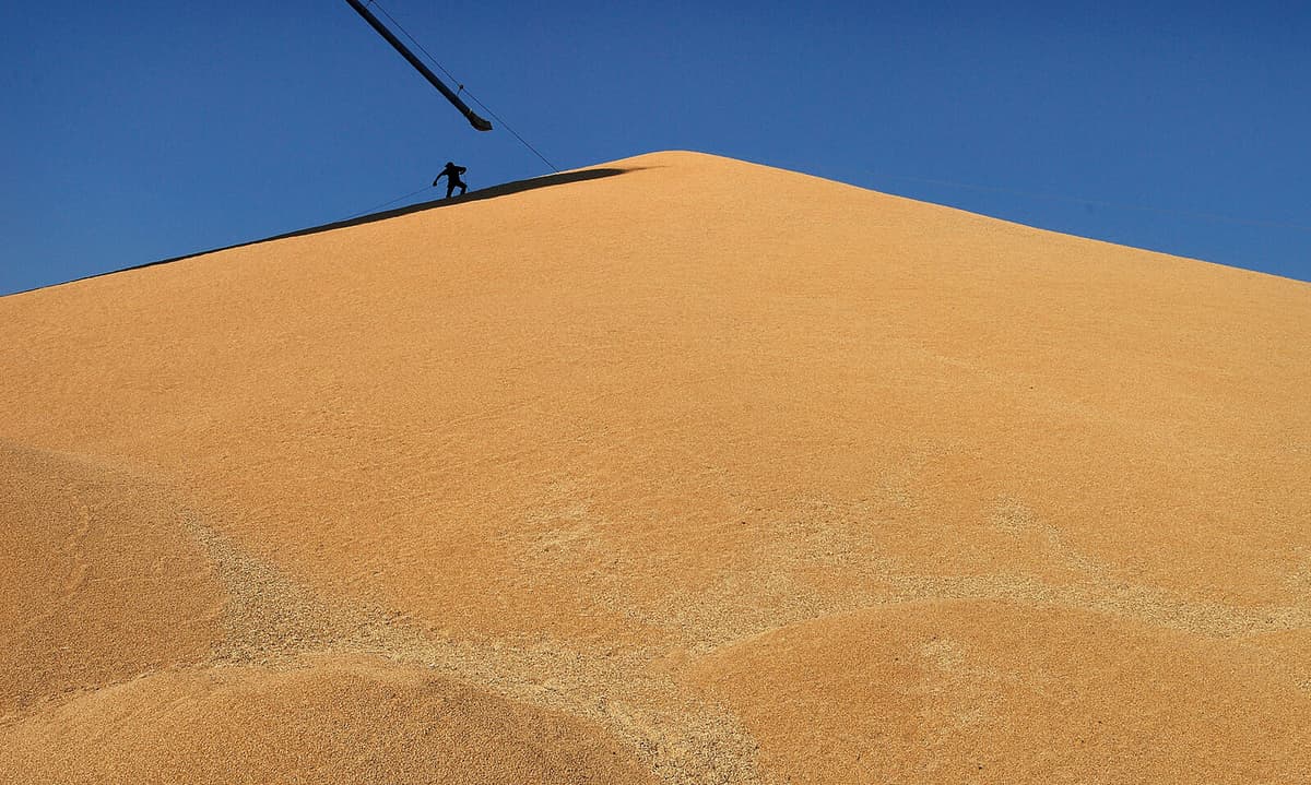 300 Tons of Wheat Spill in Åhus Harbor After Silo Burst