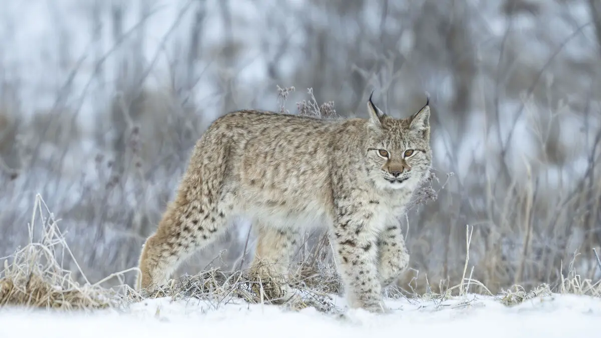 Clearance for lynx hunting appealed