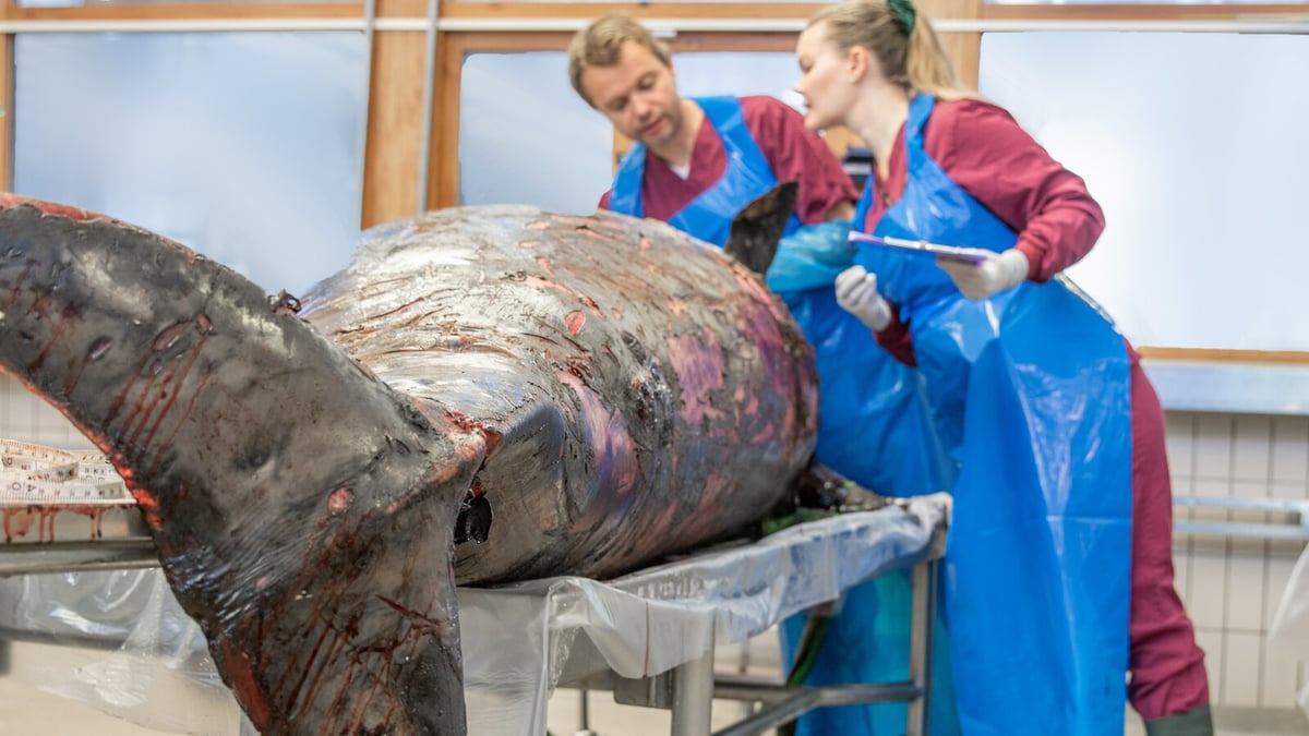 Stranded Beaked Whales in Halland: Investigation Continues