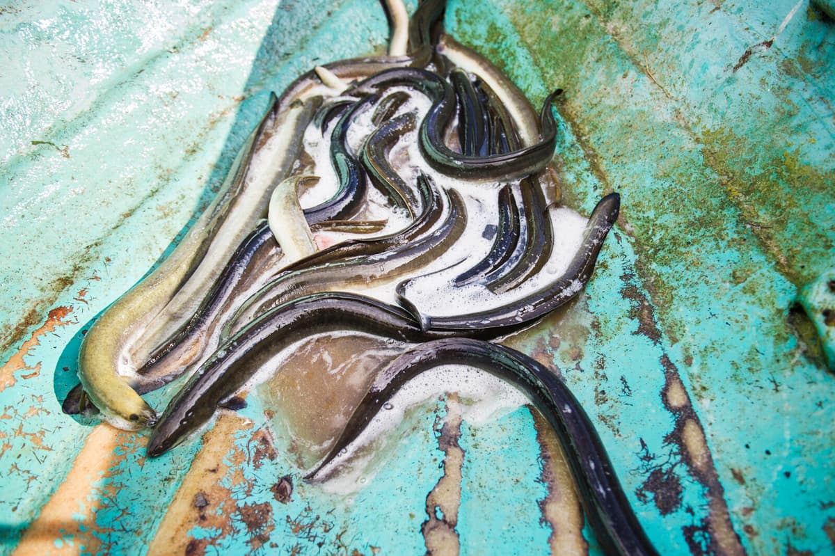 Few Convicted Despite 1500 Illegal Eel Nets Seized in Blekinge