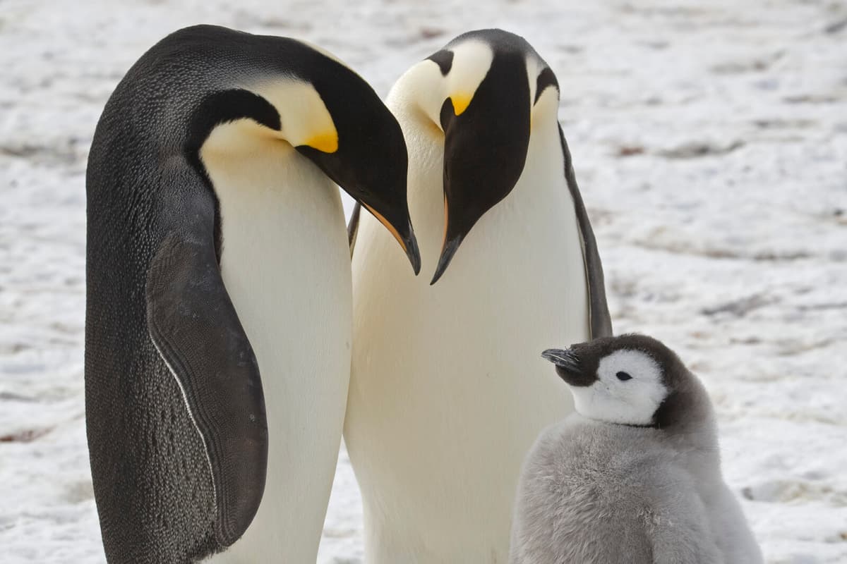 Melting Ice Threatens Emperor Penguins with Rapid Decline