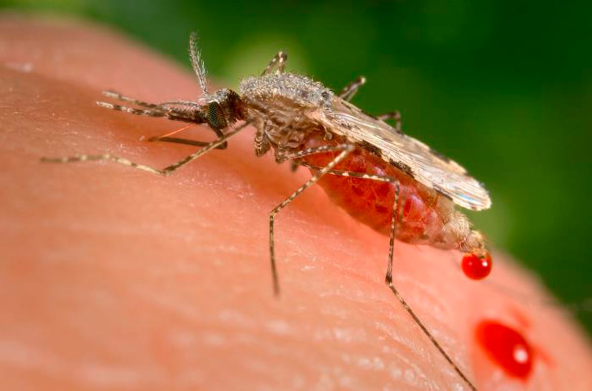 Medicine Turns Human Blood Toxic to Mosquitoes, Offering Malaria Hope