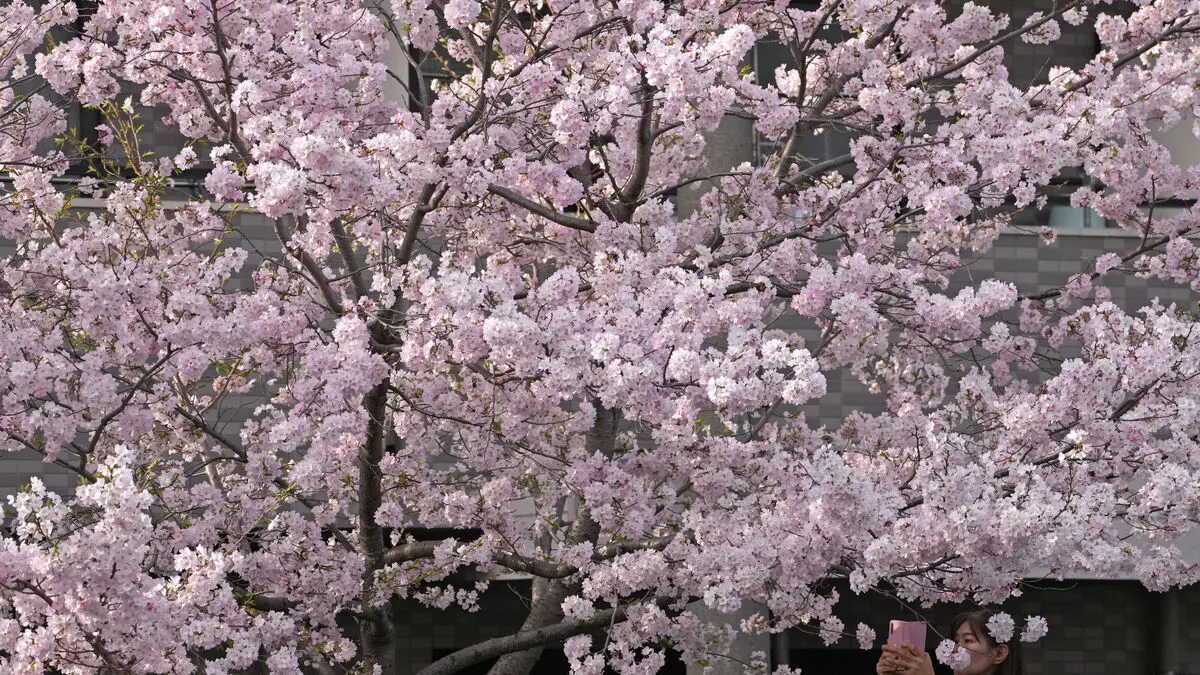 Another early cherry blossom season expected in Japan
