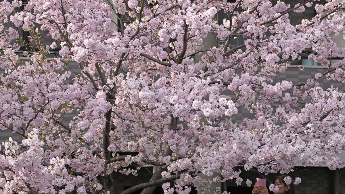 Another early cherry blossom season expected in Japan