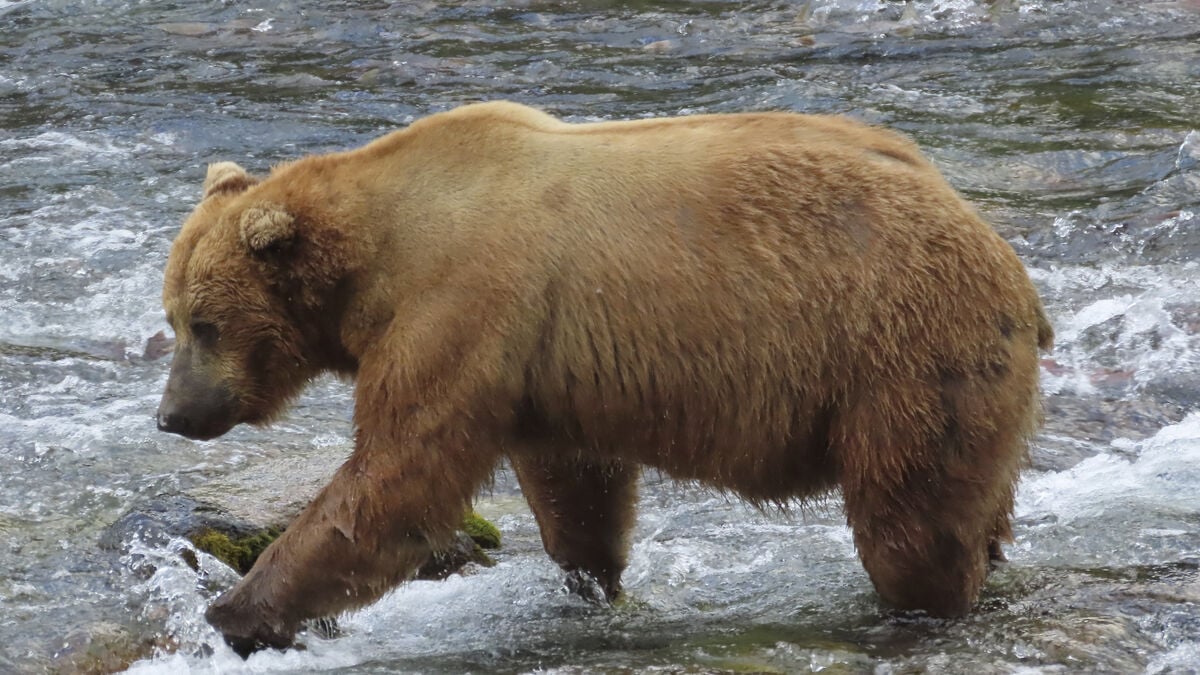 Bear Attacks Surge in Japan: Tourist Injured in Shirakawago