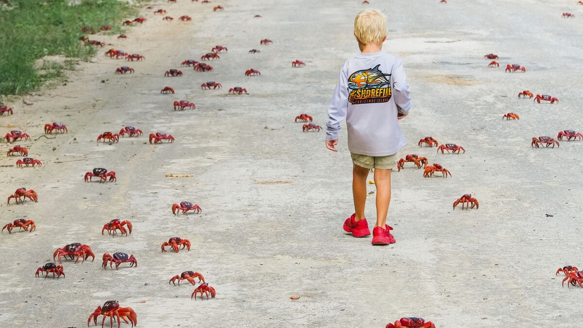 Christmas Island Crabs Protected by Leaf Blowers During Migration