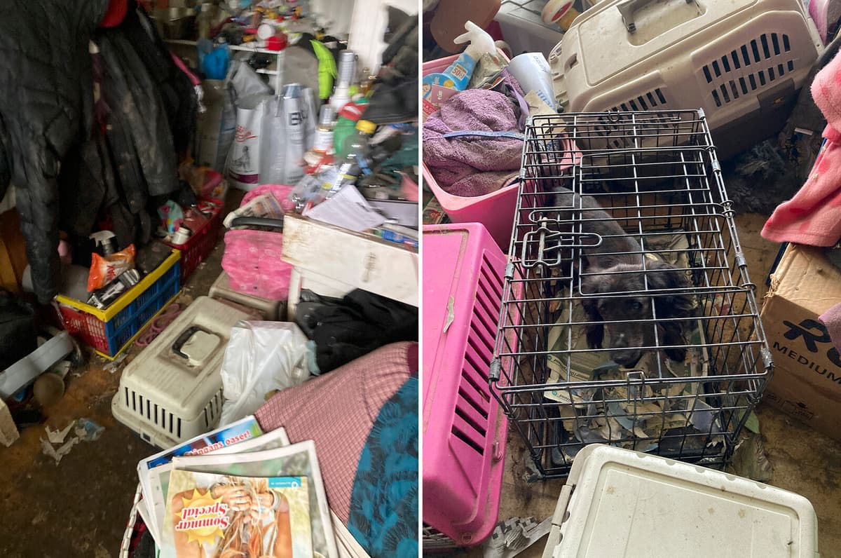 Animal Hoarding Crisis: Dogs Rescued from Extreme Collectors in Sweden