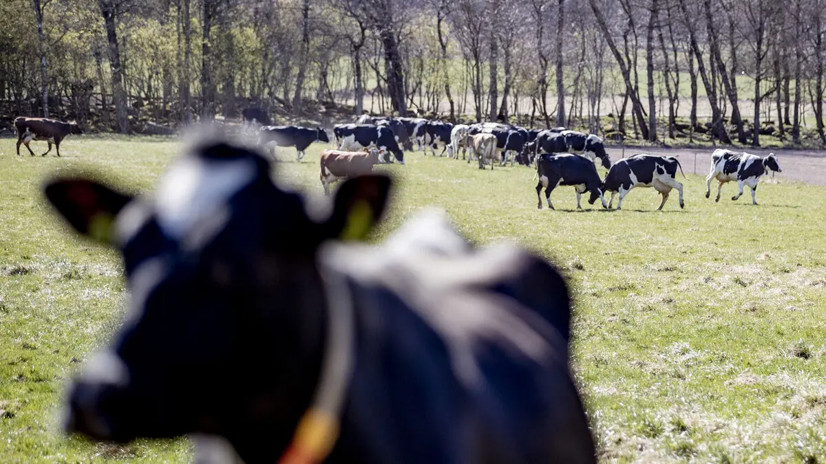 Record results for Arla in 2025