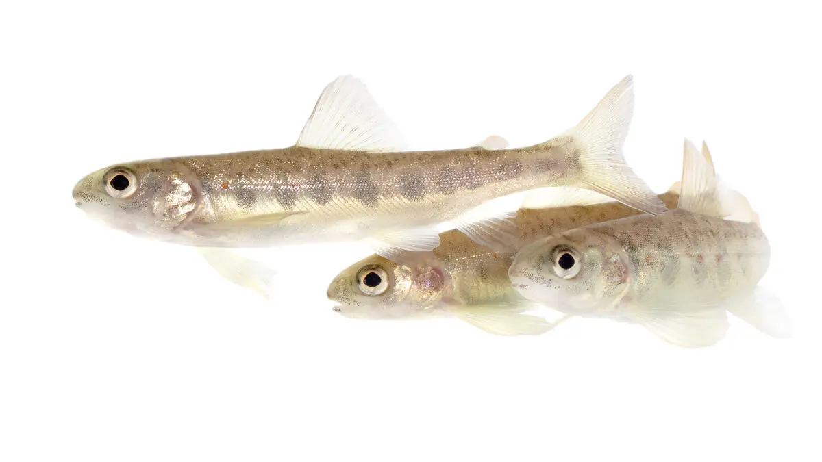 Cocaine made salmon swim farther